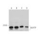 HD-PTP Antibody (F-4) - Western Blotting - Image 371646 
