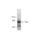 Hda1 Antibody (E-9) - Western Blotting - Image 298555