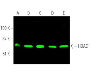 Histone Deacetylase 1 (HDAC1) Antibody (10E2) - Western Blotting - Image 372643 