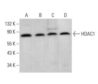 Histone Deacetylase 1 (HDAC1) Antibody (H-11) - Western Blotting - Image 376371 