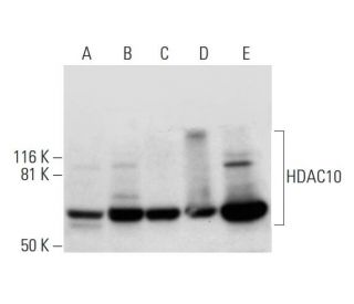 Histone Deacetylase 10 (HDAC10) Antibody (E-2) - Western Blotting - Image 295921