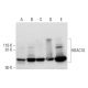Histone Deacetylase 10 (HDAC10) Antibody (E-2) - Western Blotting - Image 295921