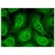 Histone Deacetylase 10 (HDAC10) Antibody (F-4) - Immunofluorescence - Image 151300