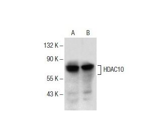 Histone Deacetylase 10 (HDAC10) Antibody (F-4) - Western Blotting - Image 154068 