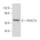 Histone Deacetylase 10 (HDAC10) Antibody (F-4) - Western Blotting - Image 357137 
