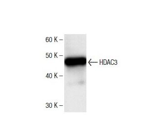 Histone Deacetylase 3 (HDAC3) Antibody (1) - Western Blotting - Image 136758