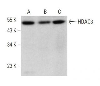 Histone Deacetylase 3 (HDAC3) Antibody (3G6) - Western Blotting - Image 376056 