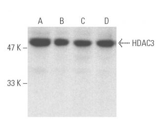 Histone Deacetylase 3 (HDAC3) Antibody (B-12) - Western Blotting - Image 1405