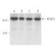 Histone Deacetylase 3 (HDAC3) Antibody (B-12) - Western Blotting - Image 1405