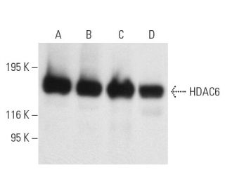 Histone Deacetylase 6 (HDAC6) Antibody (D-11) - Western Blotting - Image 9884 