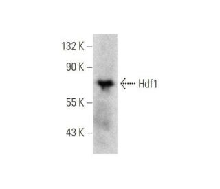 Hdf1 Antibody (C-10) - Western Blotting - Image 350822 