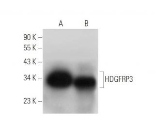 HDGFRP3 Antibody (G-10) - Western Blotting - Image 311951 
