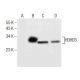 HDHD3 Antibody (C-1) - Western Blotting - Image 281845