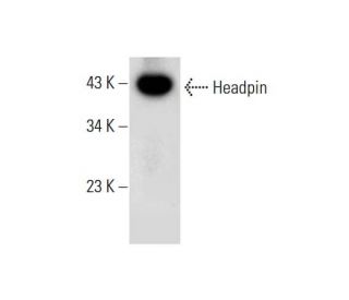 Headpin Antibody (A-5) - Western Blotting - Image 294548