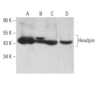 Headpin Antibody (B-5) - Western Blotting - Image 369018 