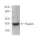 Headpin Antibody (E-1) - Western Blotting - Image 369054
