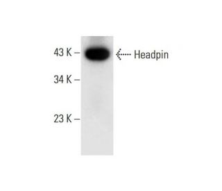 Headpin Antibody (H-7) - Western Blotting - Image 294547