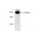 Headpin Antibody (H-7) - Western Blotting - Image 294547
