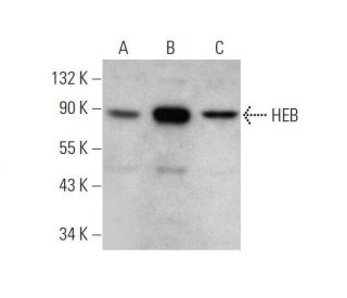HEB Antibody (A-6) - Western Blotting - Image 353405 