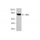 HEB Antibody (A-9) - Western Blotting - Image 348657