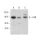 HEB Antibody (A-9) - Western Blotting - Image 379949 