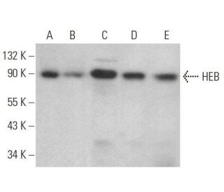 HEB Antibody (C-7) - Western Blotting - Image 359148 