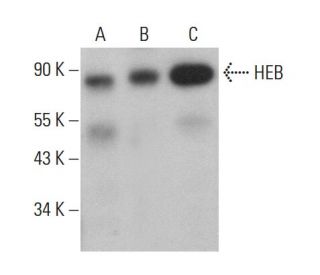 HEB Antibody (D-3) - Western Blotting - Image 381937 