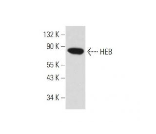HEB Antibody (D-5) - Western Blotting - Image 345938