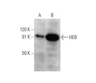 HEB Antibody (H-4) - Western Blotting - Image 353408 