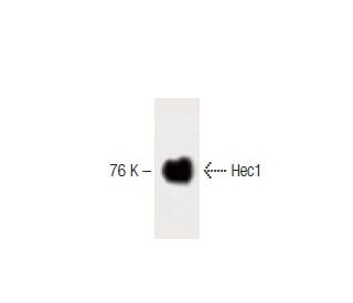 Hec1 Antibody (1) - Western Blotting - Image 60187 
