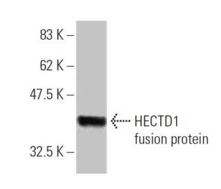 HECTD1 Antibody (1E10) - Western Blotting - Image 349550