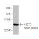 HECTD1 Antibody (1E10) - Western Blotting - Image 349550