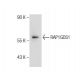 HEK293T Whole Cell Lysate: sc-45137. Western blot analysis of RAP1GDS1...