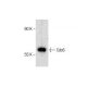 HEK293T Whole Cell Lysate: sc-45137. Western blot analysis of Cdc6... 