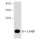 E-FABP Antibody (A-9) - Western Blotting - Image 147949