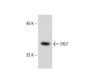 EKLF (H-210): sc-14034. Western blot analysis of EKLF expression in HEL 92.1.7 whole cell lysate. 
