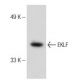 EKLF (H-210): sc-14034. Western blot analysis of EKLF expression in HEL 92.1.7 whole cell lysate. 