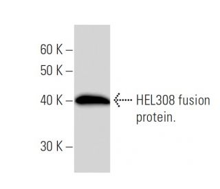 HEL308 Antibody (2406C1a) - Western Blotting - Image 16668