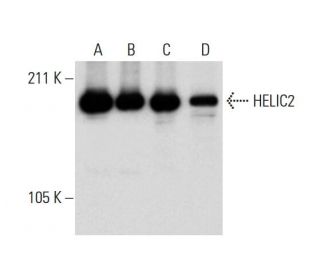 HELIC2 Antibody (G-9) - Western Blotting - Image 292934 