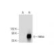 Helios Antibody (H-1) - Western Blotting - Image 287836