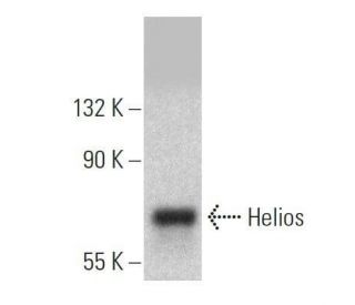 Helios Antibody (H-1) - Western Blotting - Image 358641 
