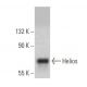 Helios Antibody (H-1) - Western Blotting - Image 358641 