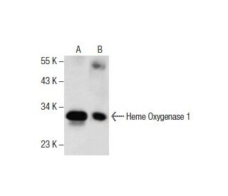 Heme Oxygenase 1/HMOX1 Antibody (A-3) - Western Blotting - Image 286131 