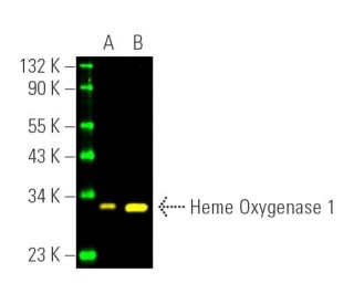 Heme Oxygenase 1/HMOX1 Antibody (A-3) - Western Blotting - Image 391468