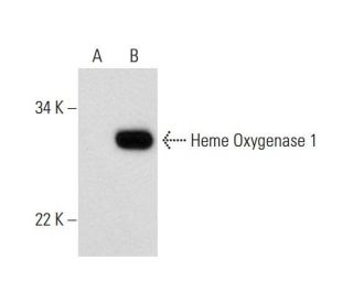 Heme Oxygenase 1/HMOX1 Antibody (F-4) - Western Blotting - Image 291847