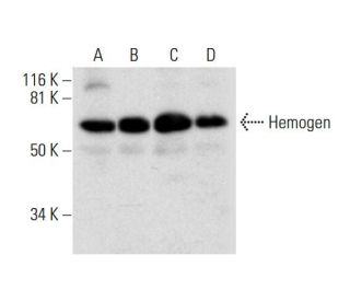 Hemogen Antibody (D-4) - Western Blotting - Image 294830 
