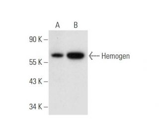 Hemogen Antibody (H-1) - Western Blotting - Image 332782 