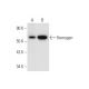 Hemogen Antibody (H-1) - Western Blotting - Image 332782 
