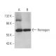 Hemogen Antibody (H-1) - Western Blotting - Image 367612