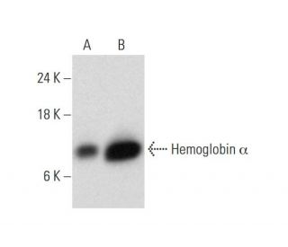Hemoglobin &alpha; Antibody (B-10) - Western Blotting - Image 333416 